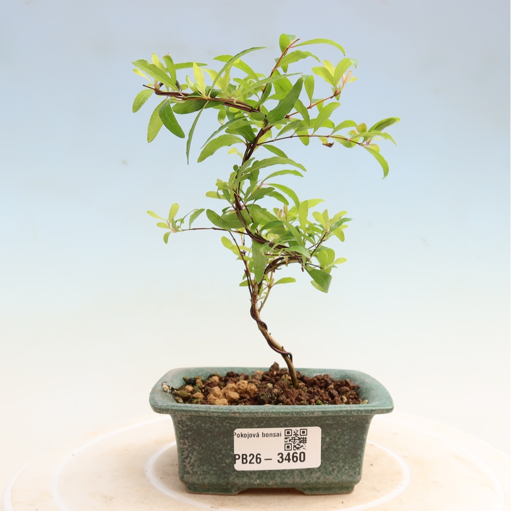 Szobai bonsai-PUNICA granatum nana-gránátalma