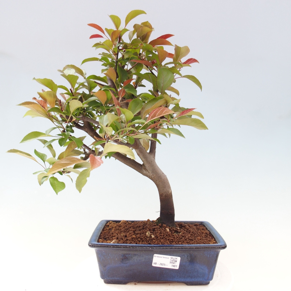 Kültéri bonsai -Malus domestica - Kis gyümölcsű piros levelű almafa