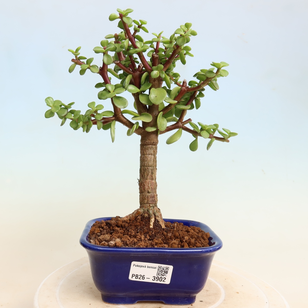 Szoba bonsai - Portulakaria Afra - Tlustice