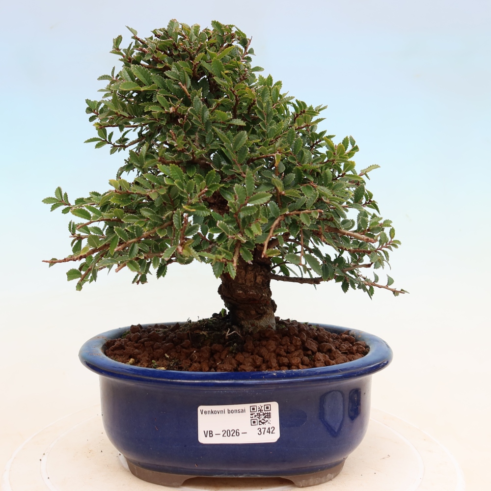 Kültéri bonsai - Zelkova - Zelkova NIRE