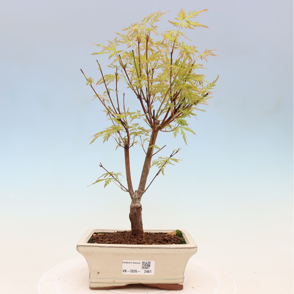 Kültéri bonsai - Acer palmatum Dissectum