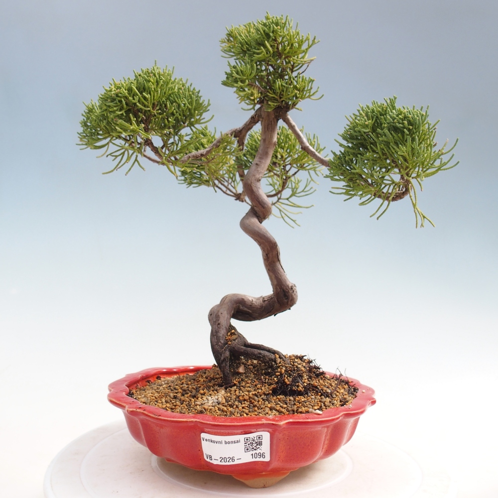 Kültéri bonsai - Juniperus chinensis Kishu