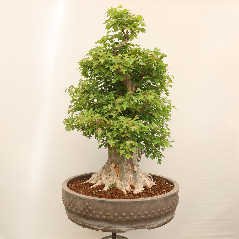 Kültéri bonsai - Juhar Burger - Acer Burgerianum