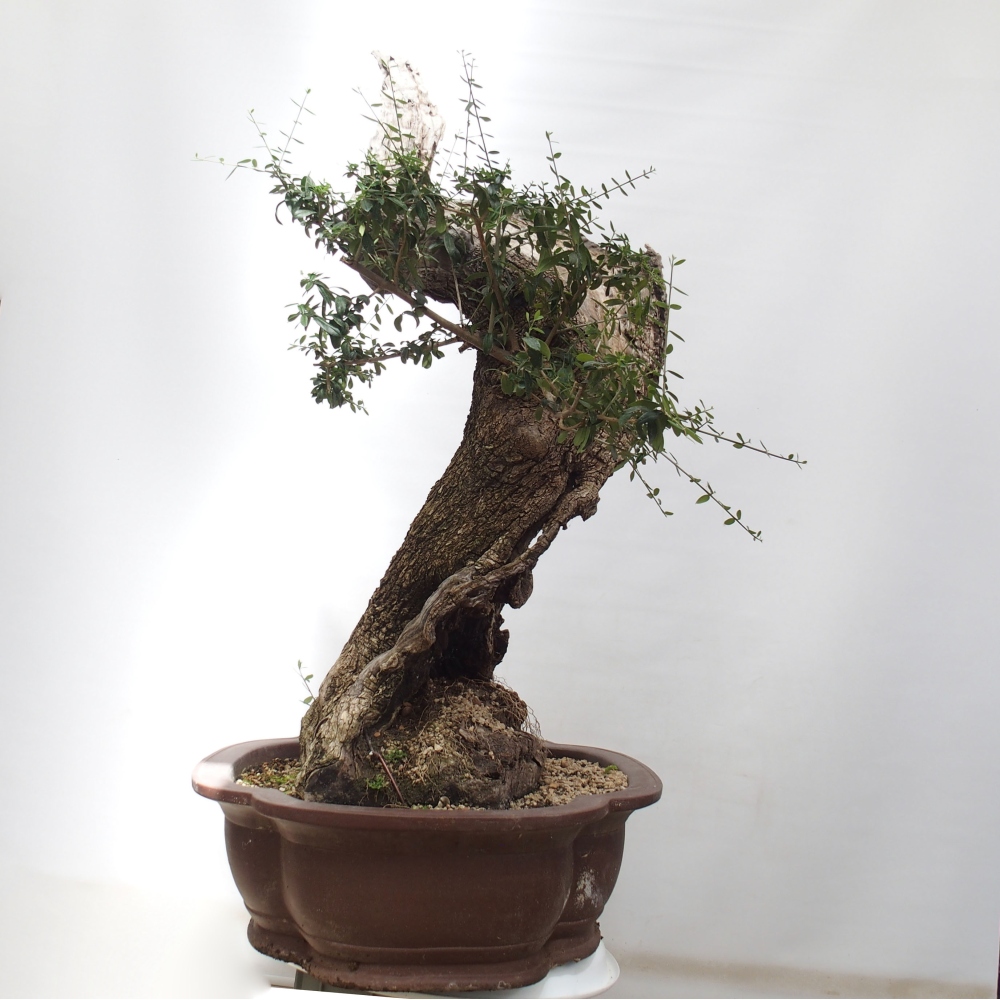 Beltéri bonsai - Olea europaea sylvestris
