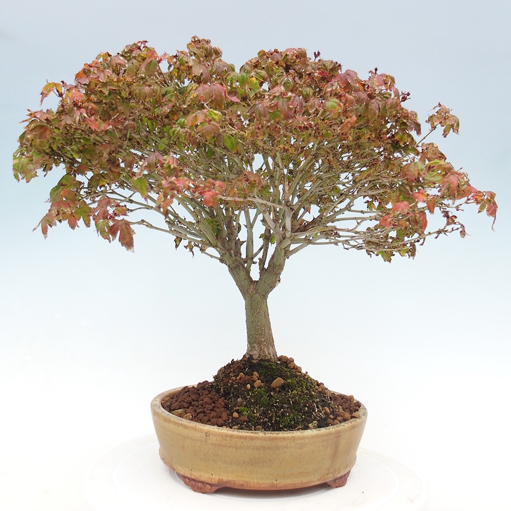 Acer palmatum KIOHIME - Pálma juhar