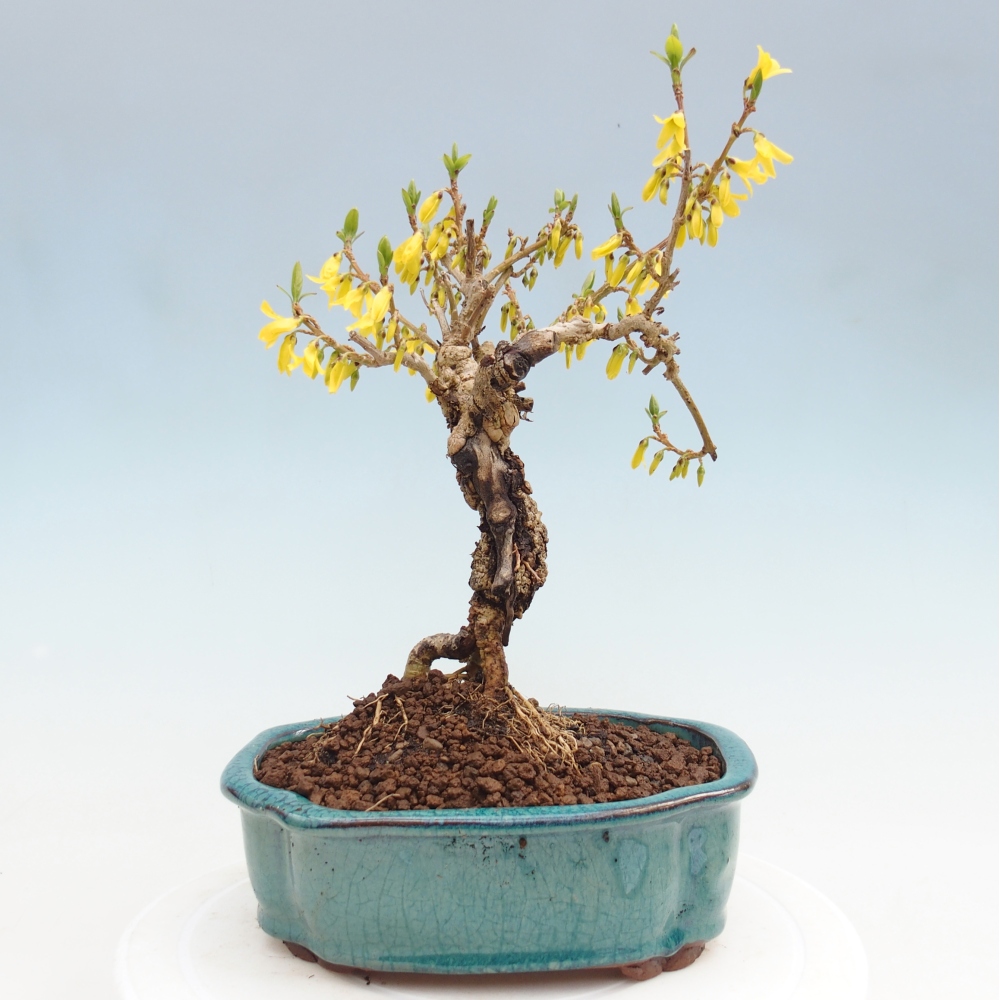 Kültéri bonsai - Zlatice - Forsythia koreana