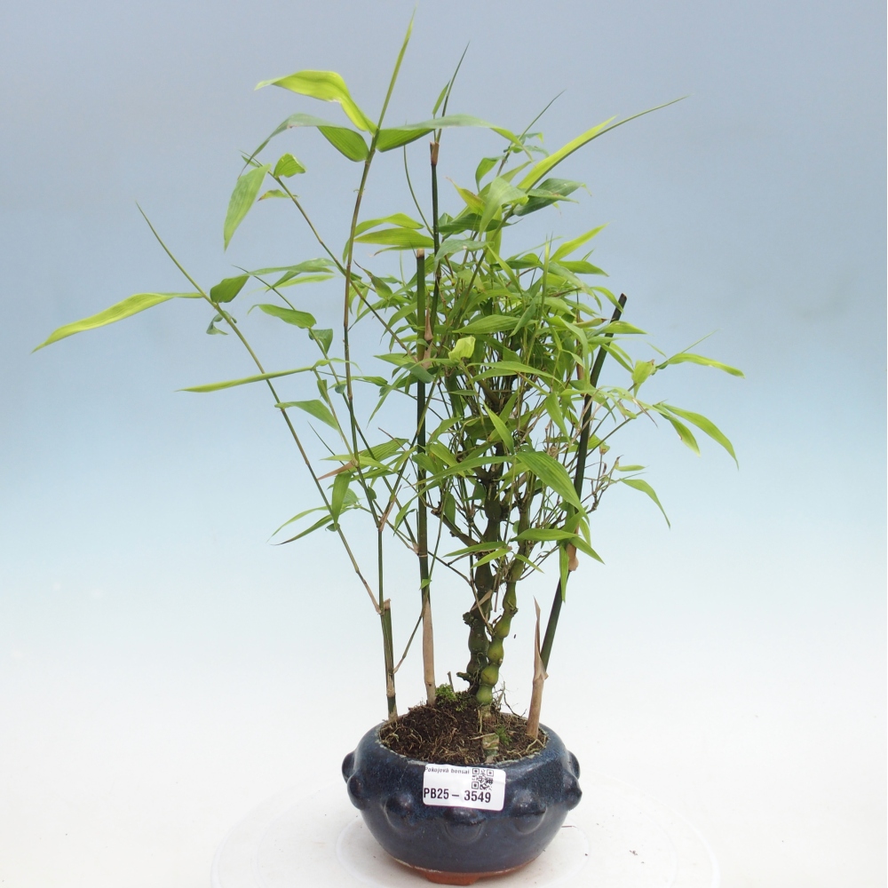 Szoba bonsai - Bambusz budha - Bambusz budha hasa
