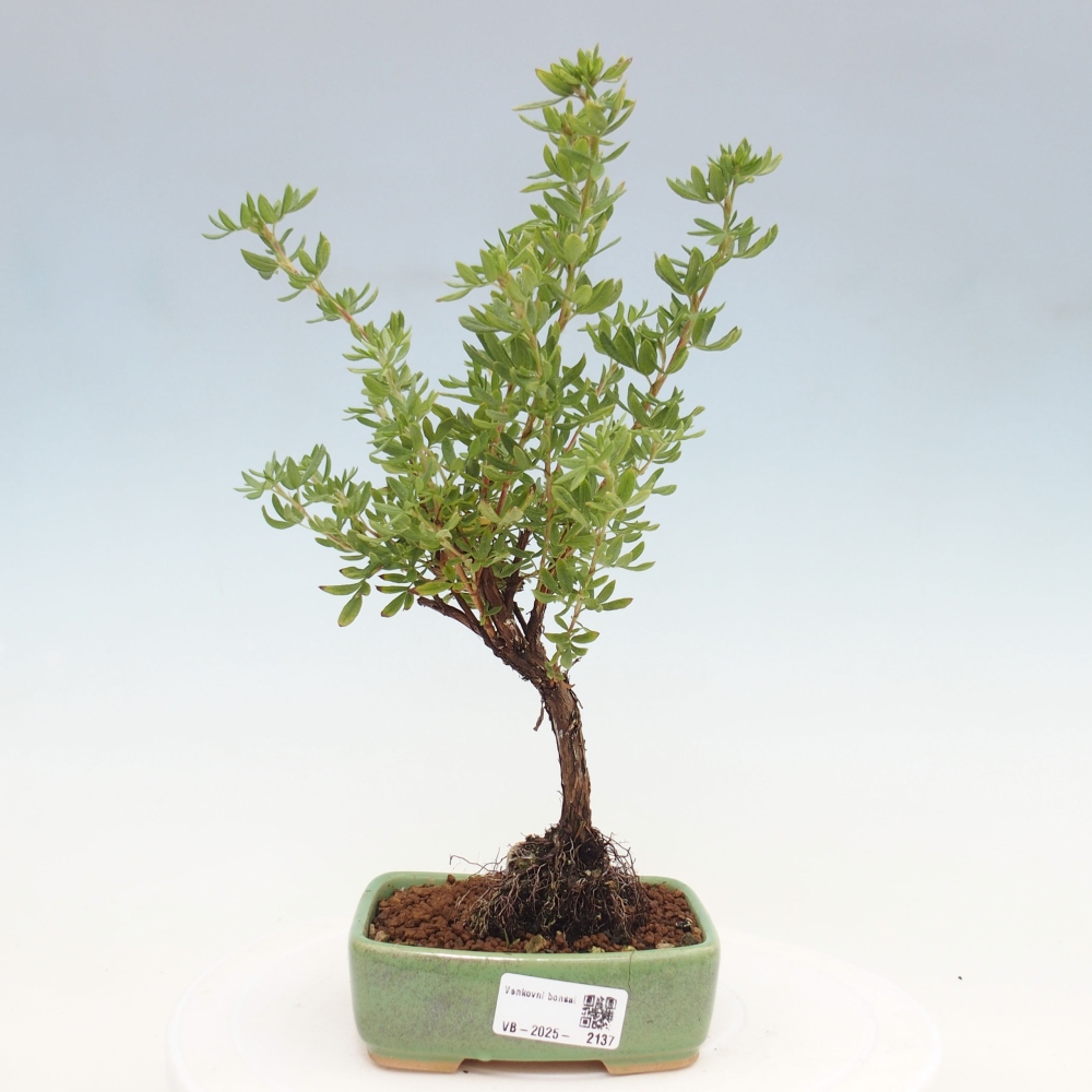 Kültéri bonsai - Potentila fruticosa sárga Bird