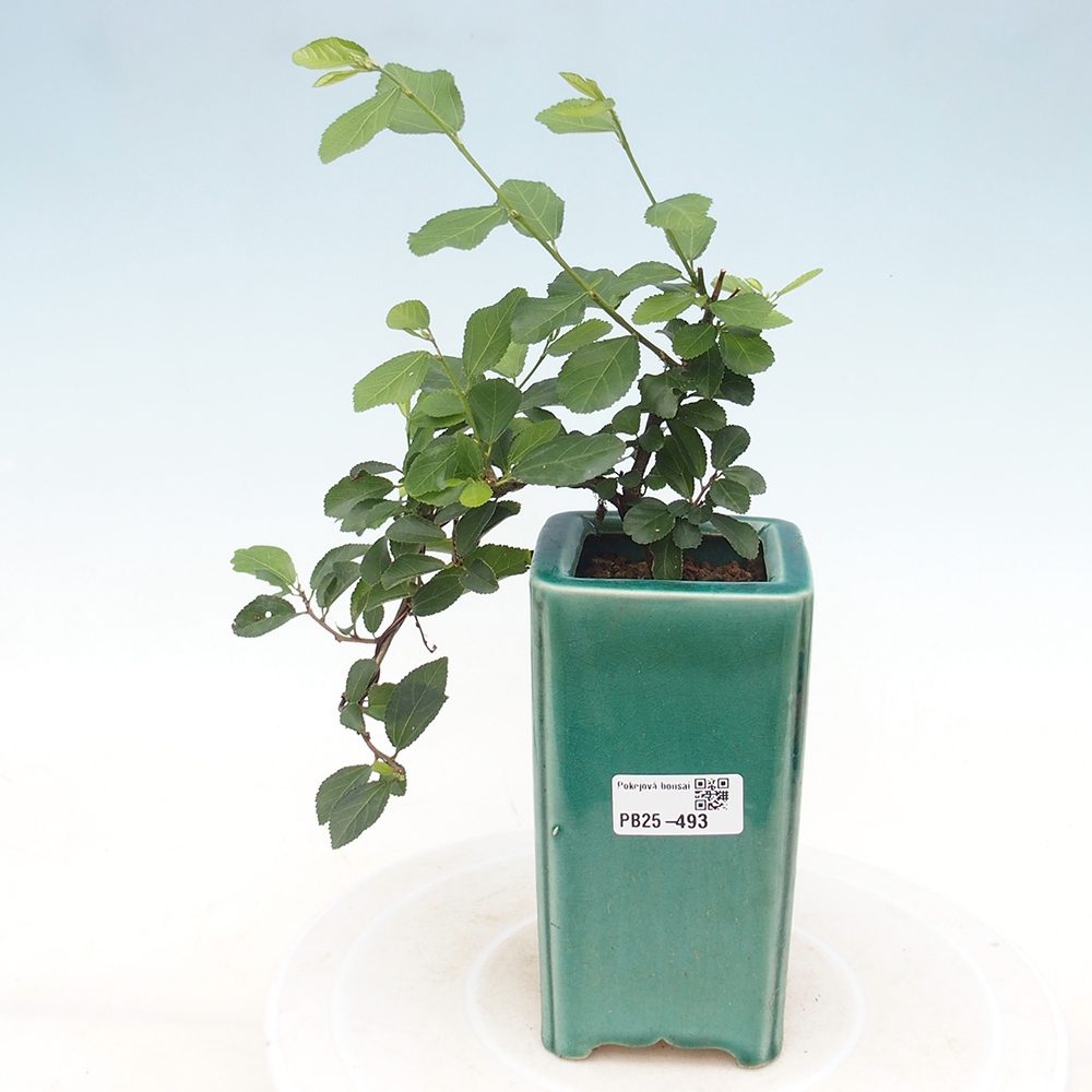 Beltéri bonsai - Grewia occidentalis - Levendula csillaghal