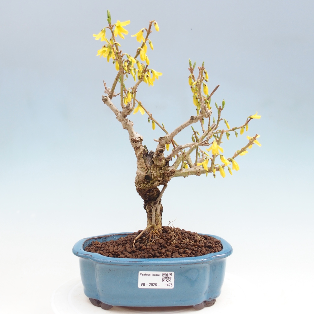 Kültéri bonsai - Zlatice - Forsythia koreana