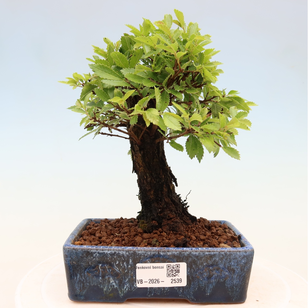 Kültéri bonsai - Zelkova - Zelkova NIRE