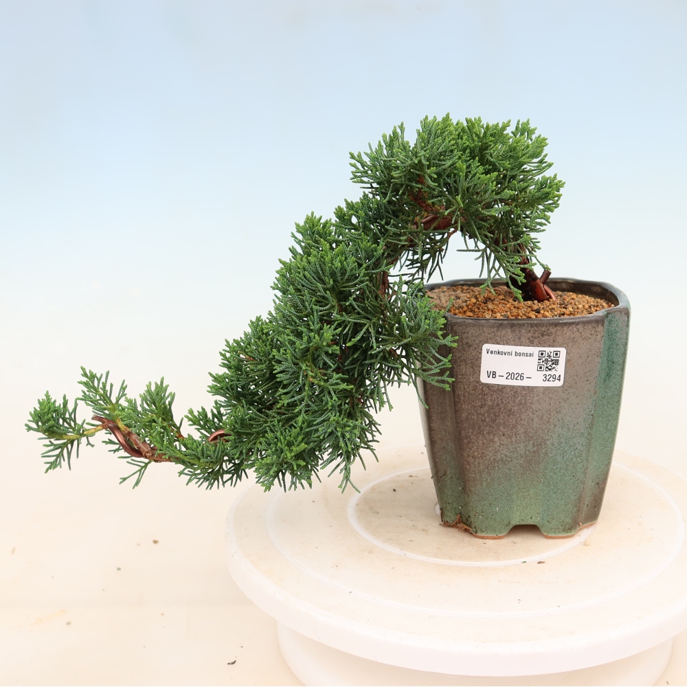 Kültéri bonsai - Juniperus chinensis Kishu