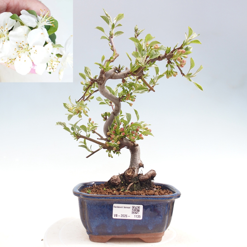 Kültéri bonsai - Malus sargentii - Kis gyümölcsű almafa