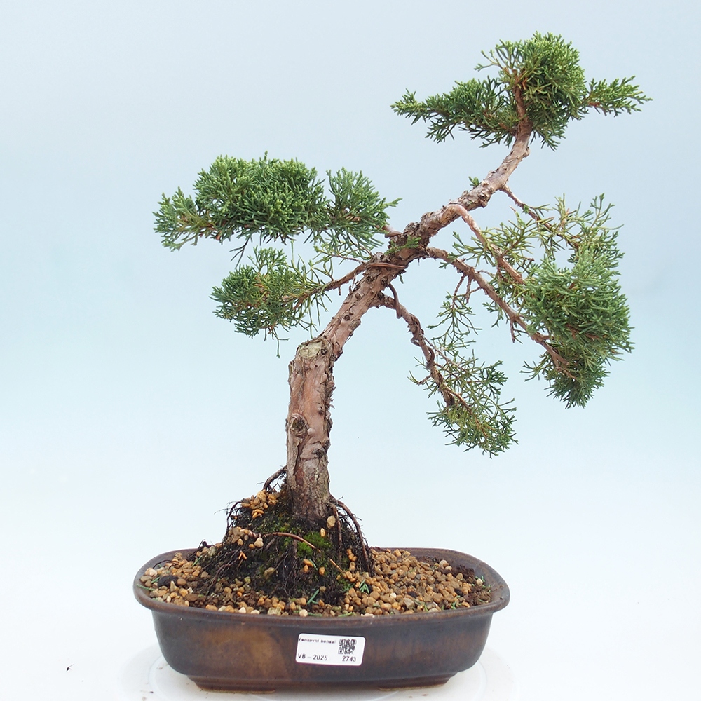 Kültéri bonsai - Juniperus chinensis Kishu