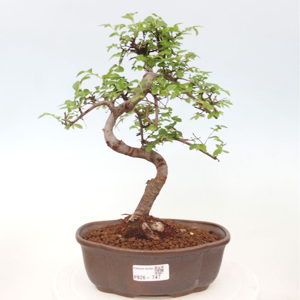 Szobai bonsai - Ulmus parvifolia - Kislevelű szilfa