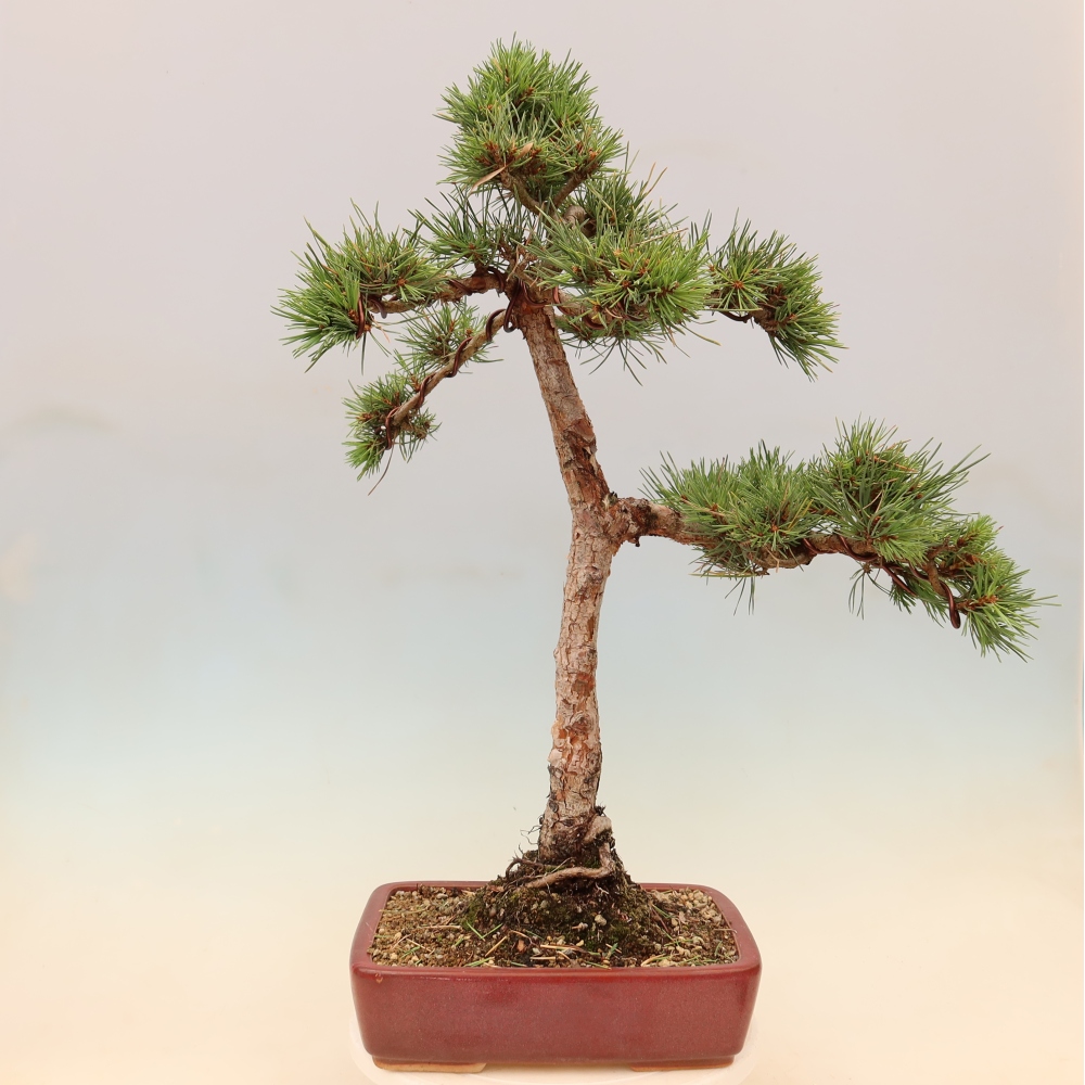 Kültéri bonsai - Pinus Sylvestris Watererri - erdeifenyő