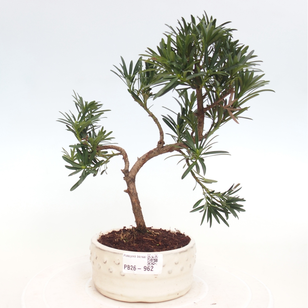 Szobai bonsai - Podocarpus - Kőtiszafa