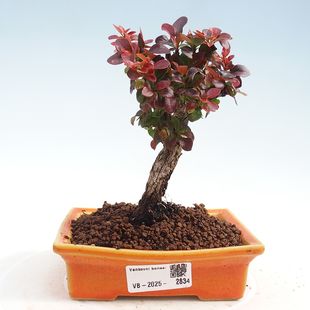 Kültéri bonsai - Berberis Thunbergii Bagatelle