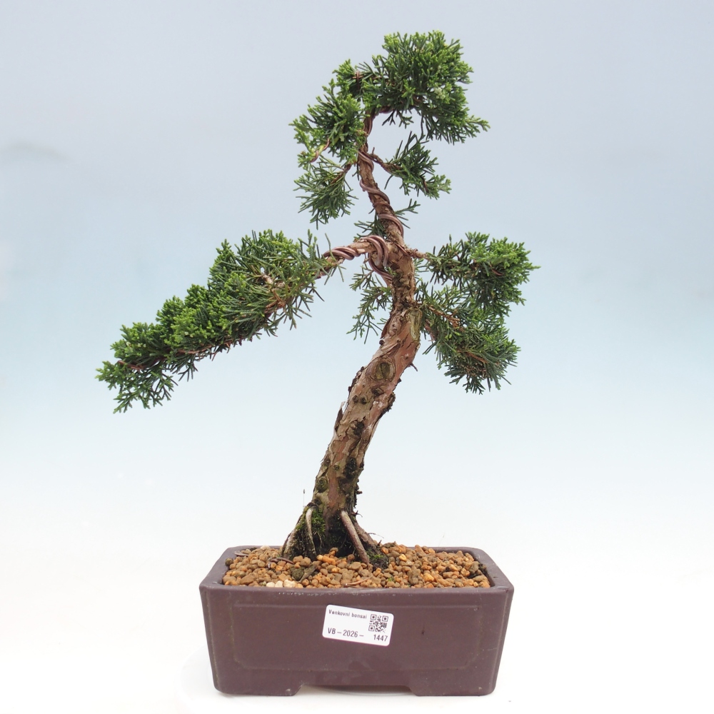 Kültéri bonsai - Juniperus chinensis Kishu