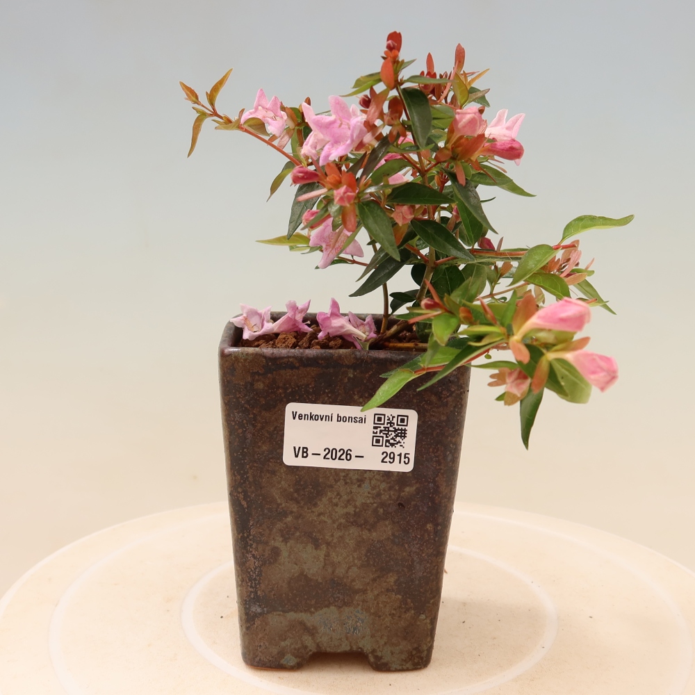 Kültéri bonsai – Abelia Edward Goucher – Nagyvirágú abélia
