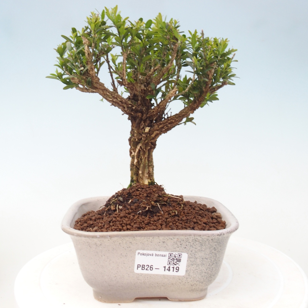 Szobai bonsai - Buxus harlandii - parafa buxus
