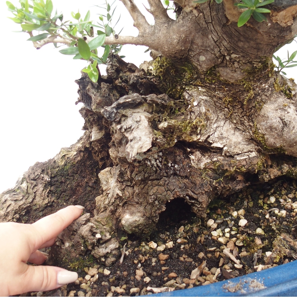 Beltéri bonsai - Olea europaea sylvestris