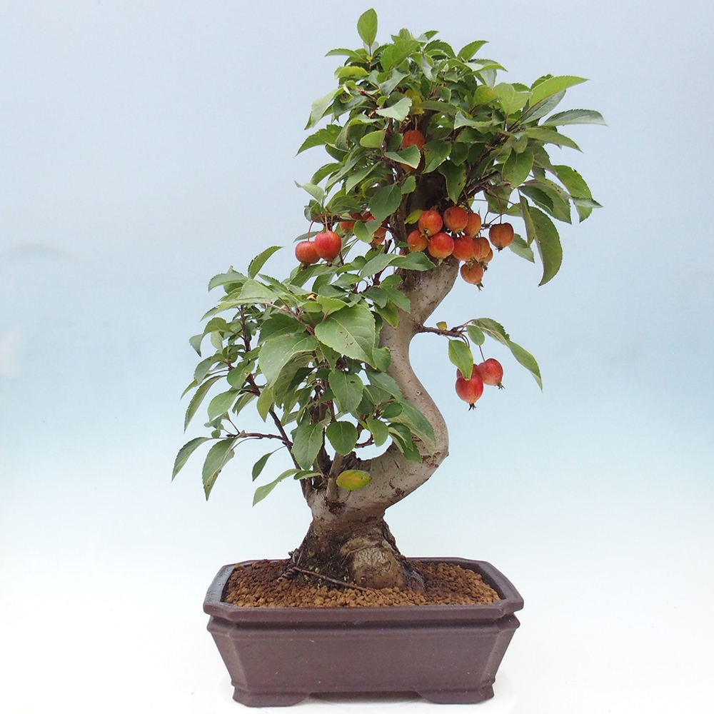 Kültéri bonsai -Malus halliana - Kis gyümölcsű almafa