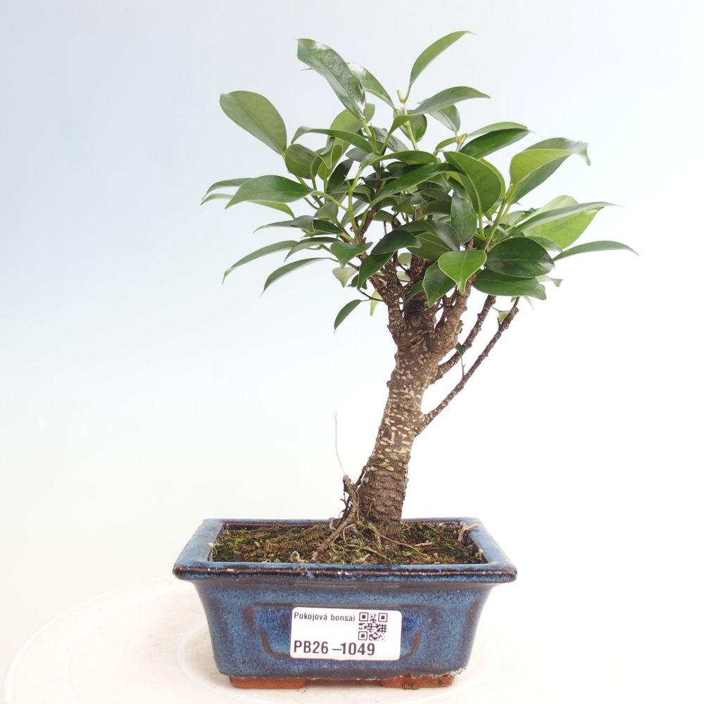 Szoba bonsai Ficus retusa kimmen