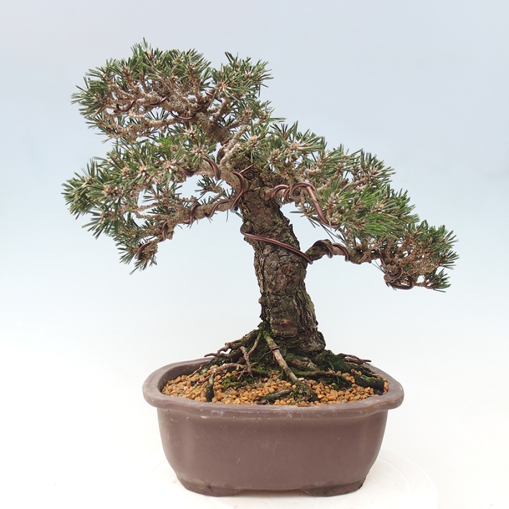 Kültéri bonsai - Pinus thunbergii Kotobuki - Thunberg fenyő