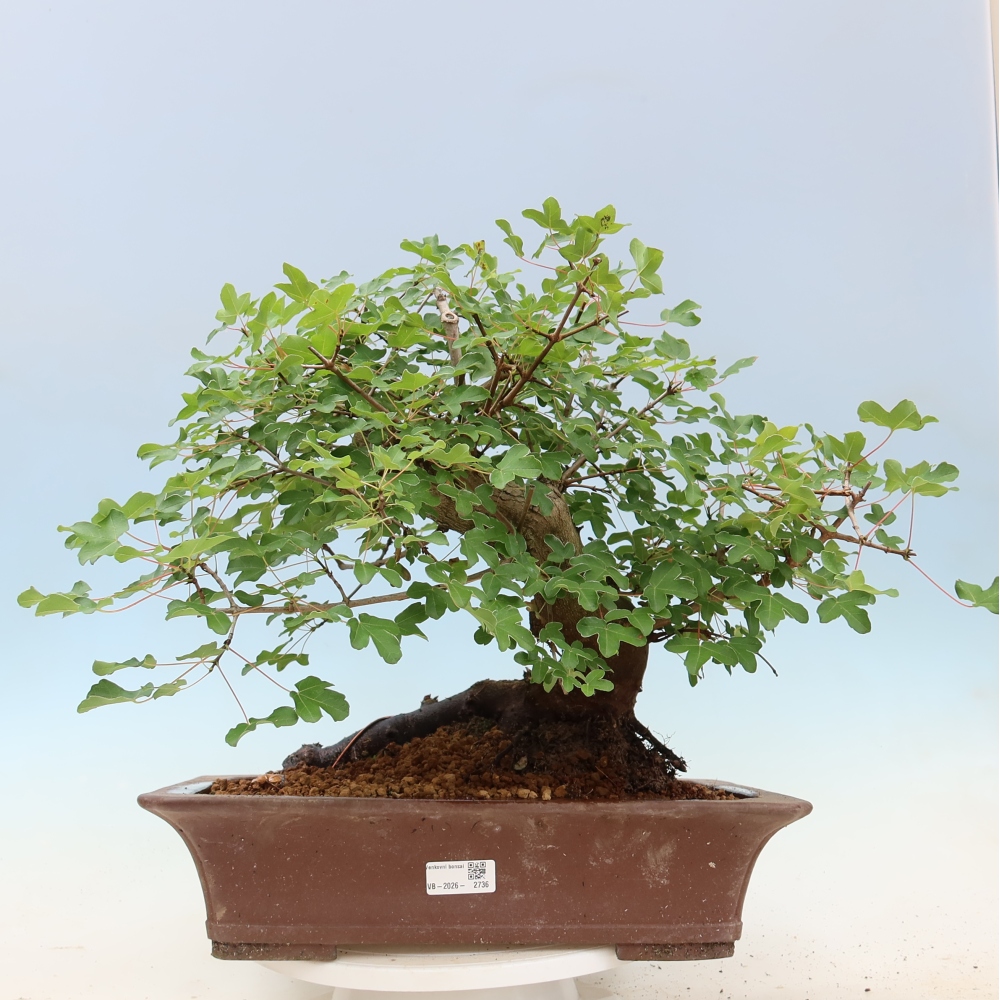 Kültéri bonsai -Javor babyka - Acer campestre