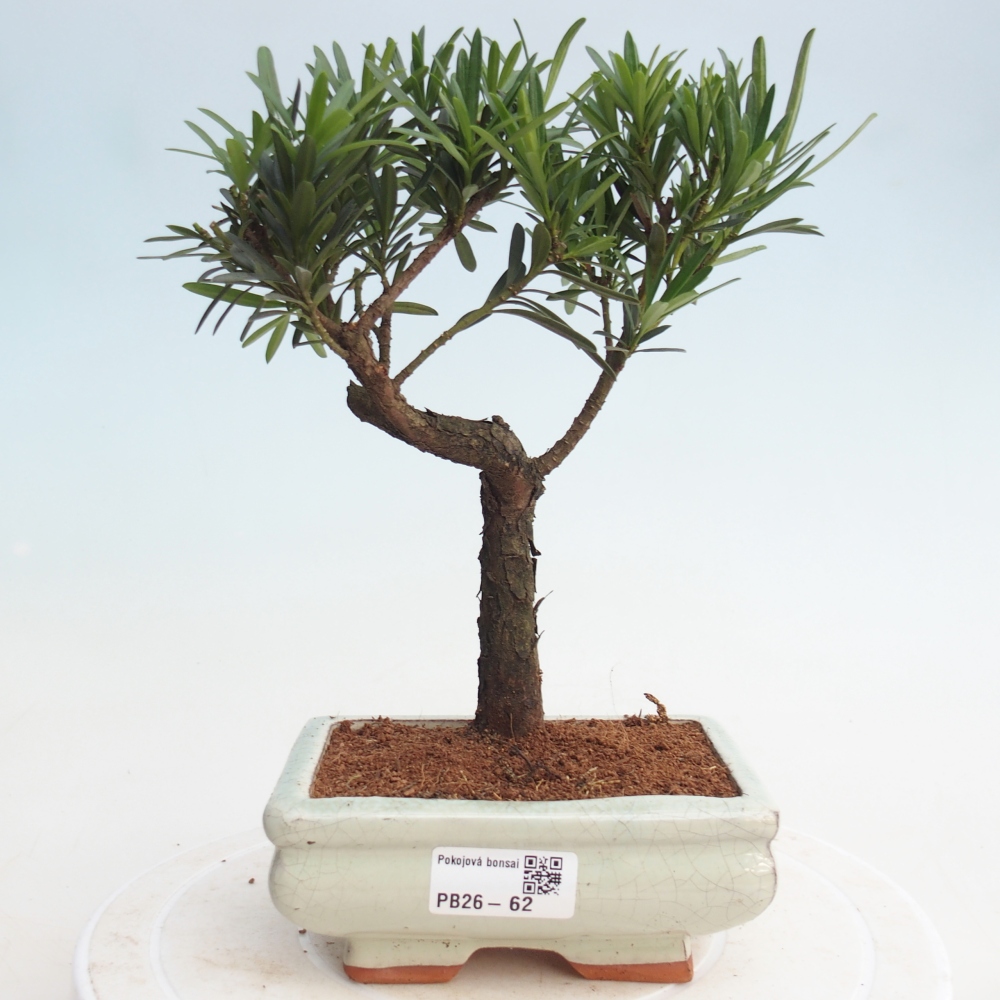 Szobai bonsai - Podocarpus - Kőtiszafa