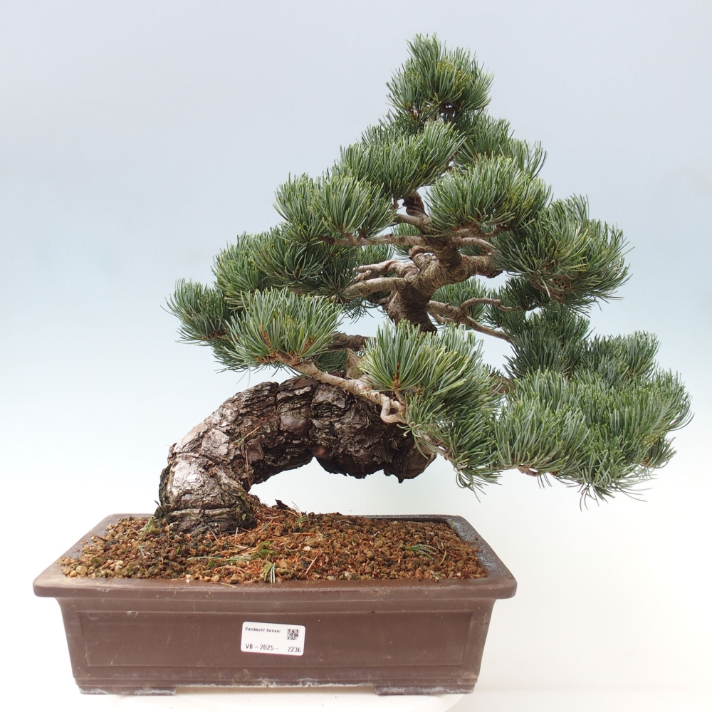 Kültéri bonsai - Pinus parviflora - Pinus parviflora