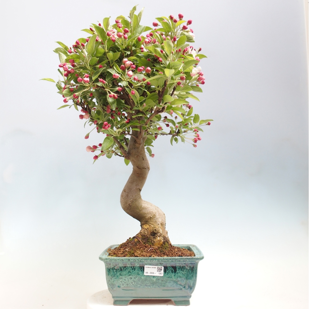 Kültéri bonsai -Malus halliana - Kis gyümölcsű almafa