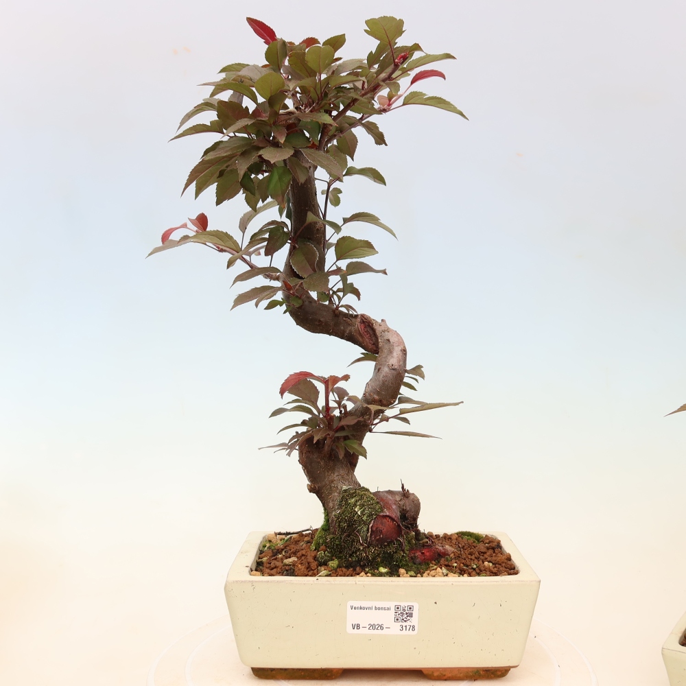 Kültéri bonsai -Malus domestica - Kis gyümölcsű piros levelű almafa