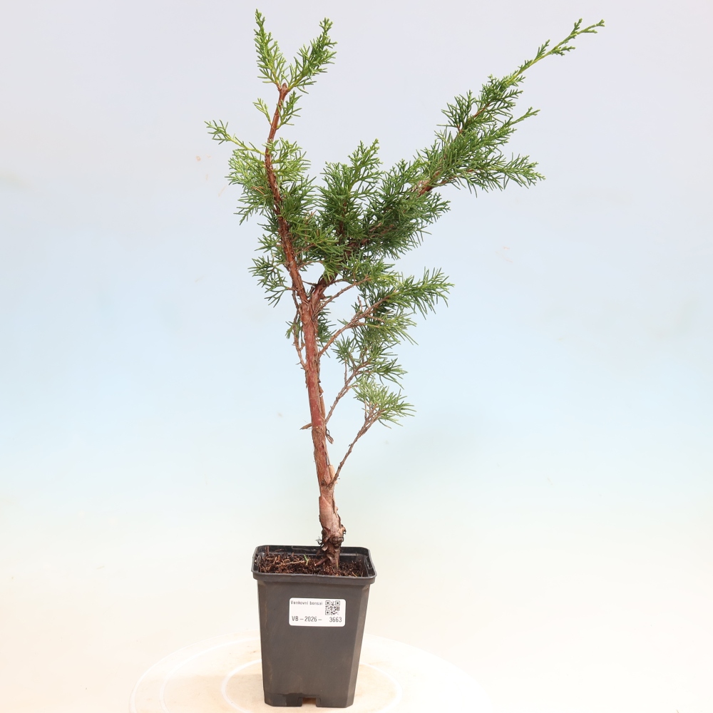Kültéri bonsai - Juniperus chinensis Kishu