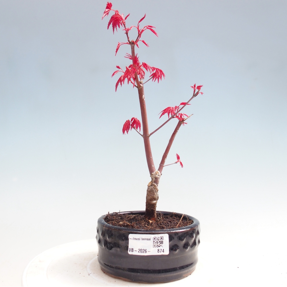 Kültéri bonsai - Acer palmatum DESHOJO