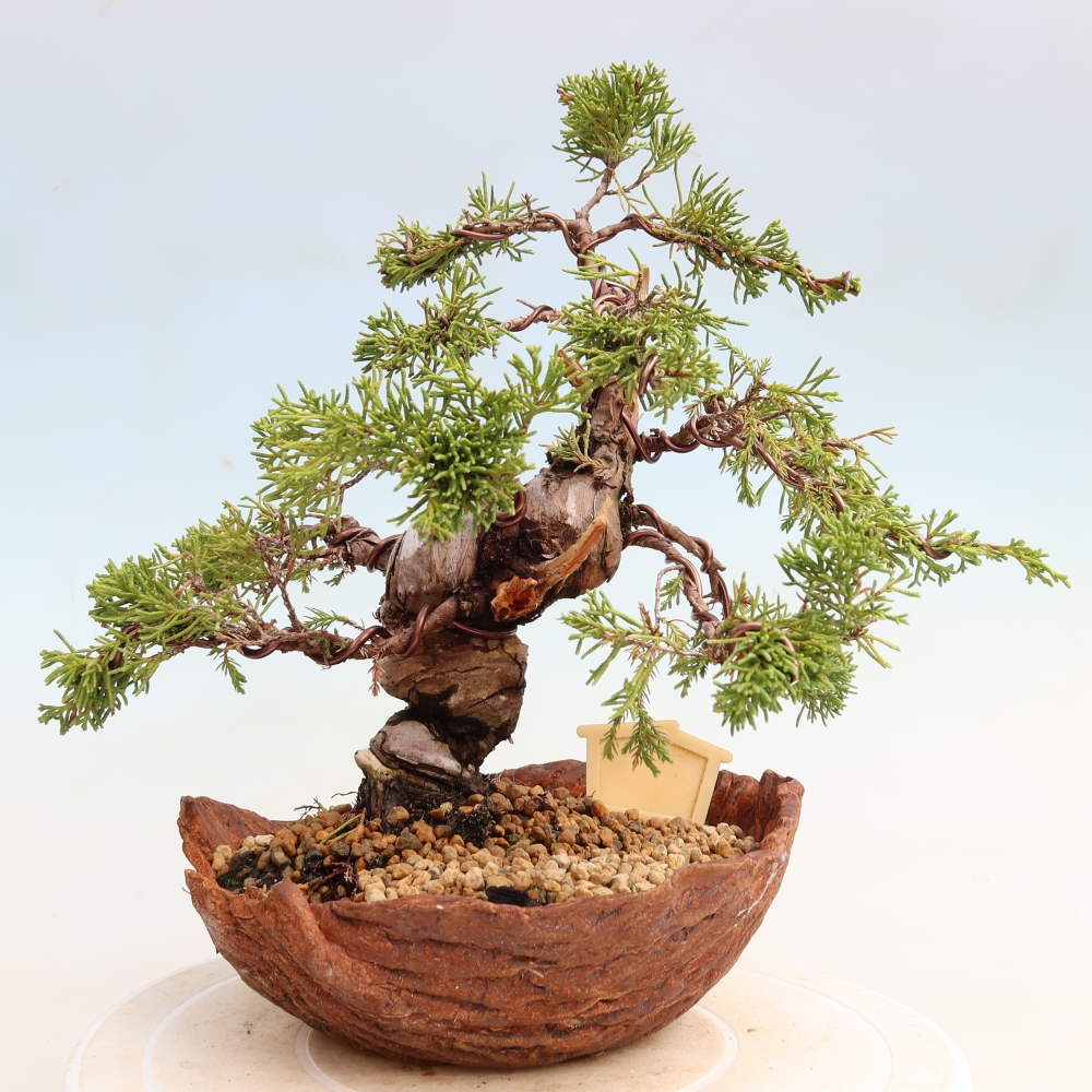 Kültéri bonsai - Juniperus chinensis Itoigawa-Juniperus chinensis