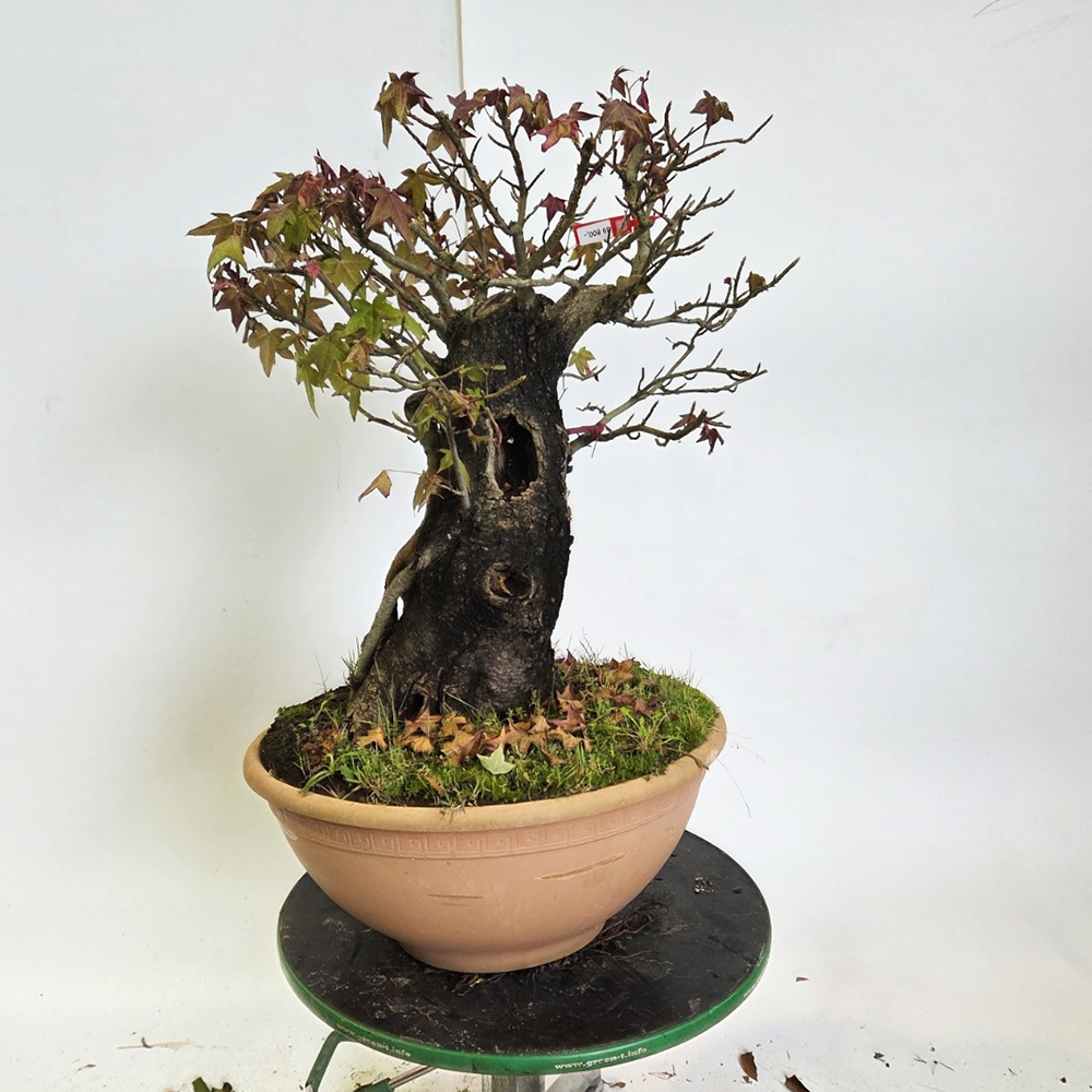 Kültéri bonsai - Western Ambrose - Liquidambar styraciflua