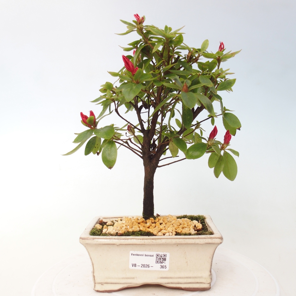 Kültéri bonsai - japán azálea - Azalea sp.