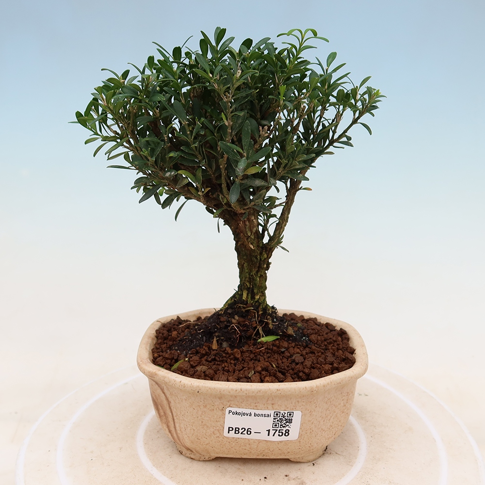 Szobai bonsai - Buxus harlandii - parafa buxus
