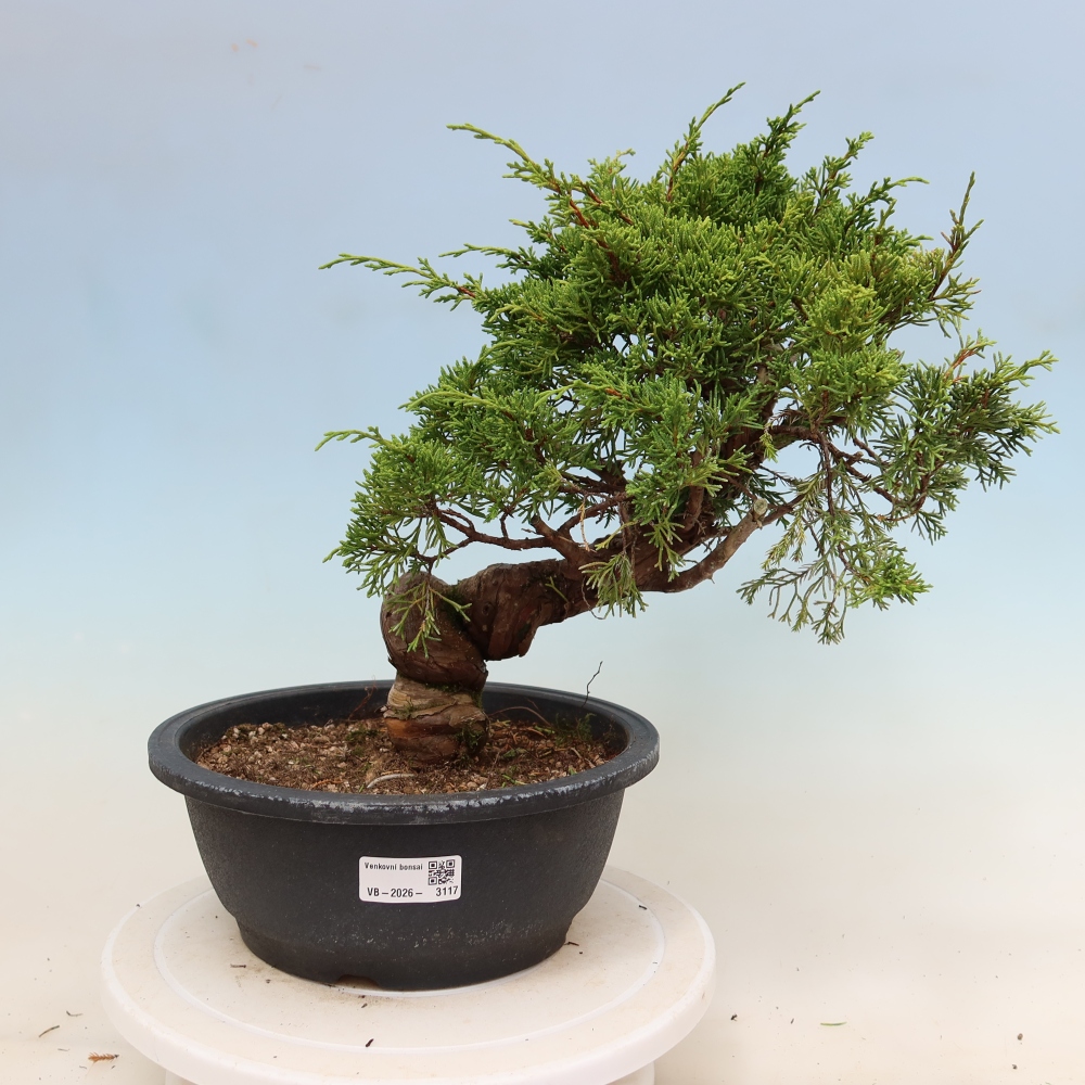 Kültéri bonsai - Juniperus chinensis Itoigawa-Juniperus chinensis