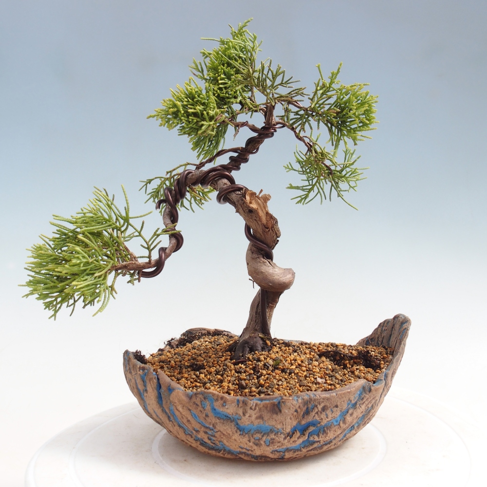 Kültéri bonsai - Juniperus chinensis Kishu