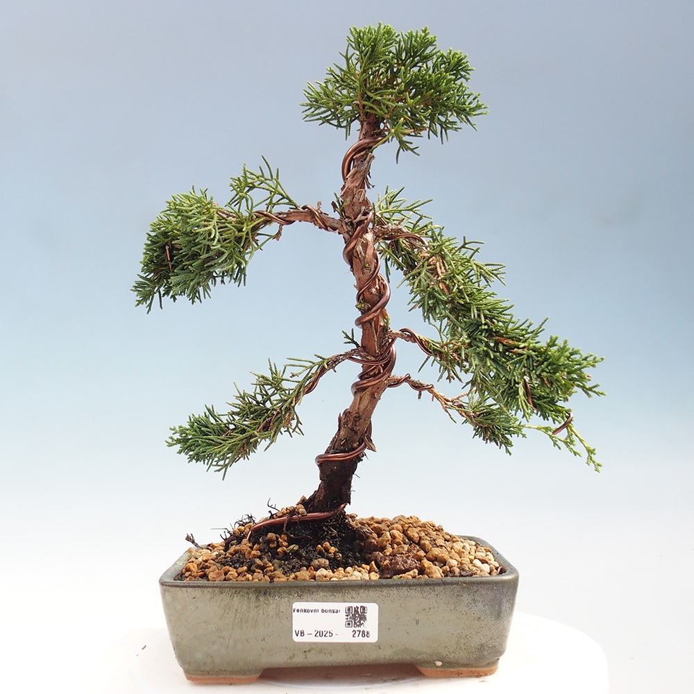 Kültéri bonsai - Juniperus chinensis Kishu