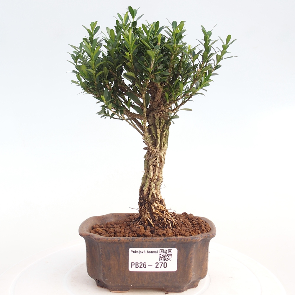 Szobai bonsai - Buxus harlandii - parafa buxus