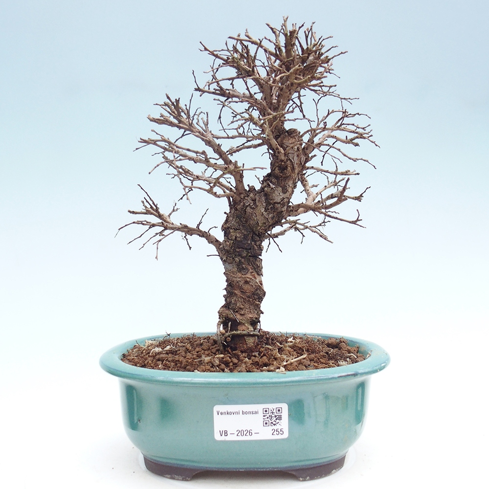 Kültéri bonsai - Zelkova - Zelkova NIRE