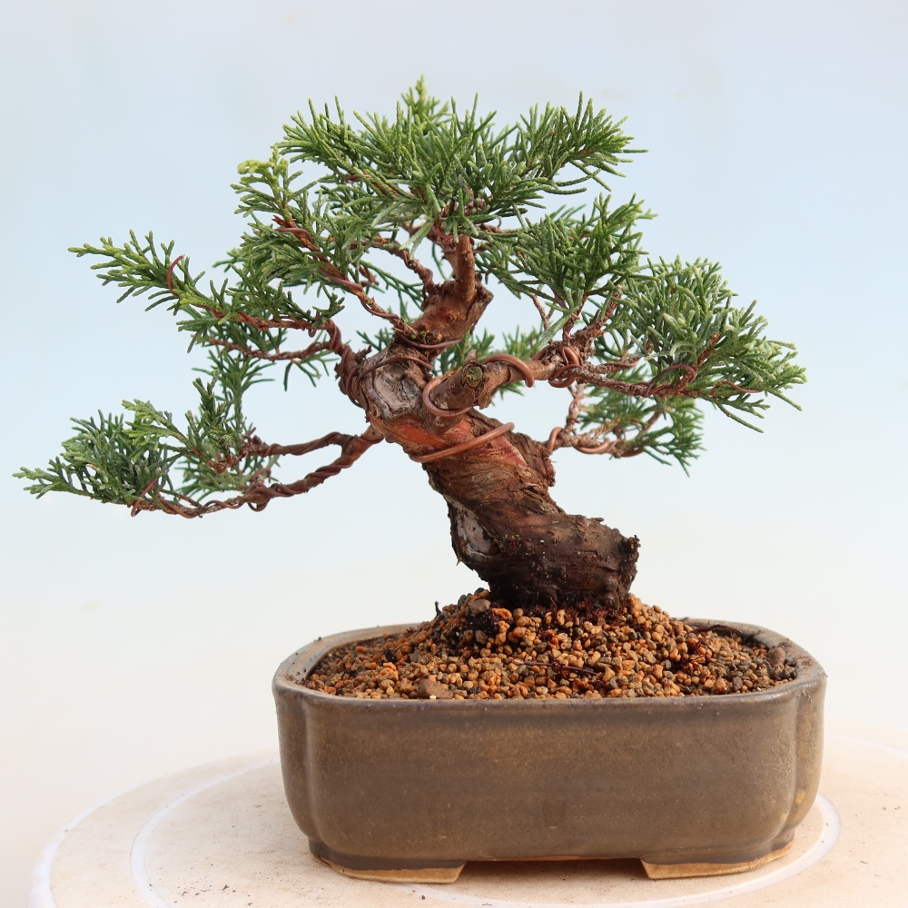 Kültéri bonsai - Juniperus chinensis Itoigawa