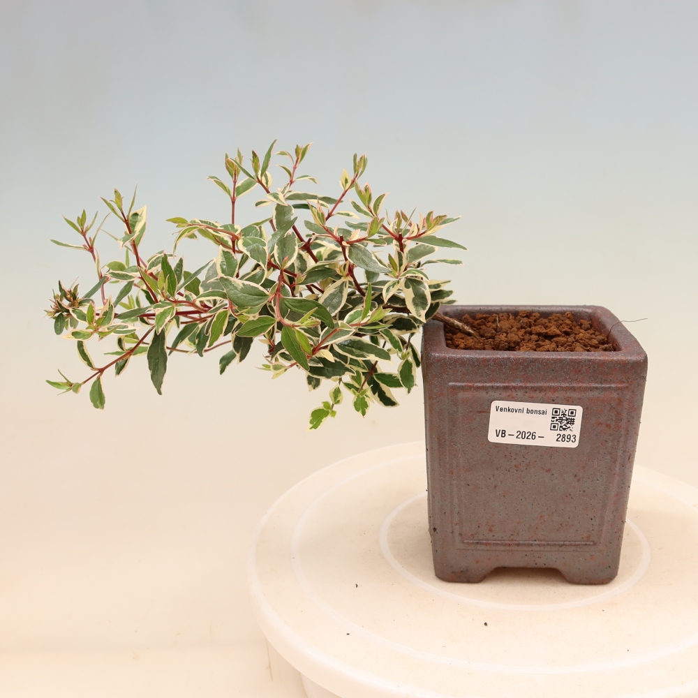 Kültéri bonsai – Abelia gr. Confetti – Nagyvirágú abélia