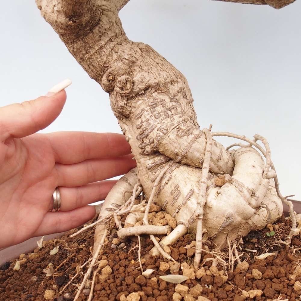 Kültéri bonsai - Vistaria - Wisteria