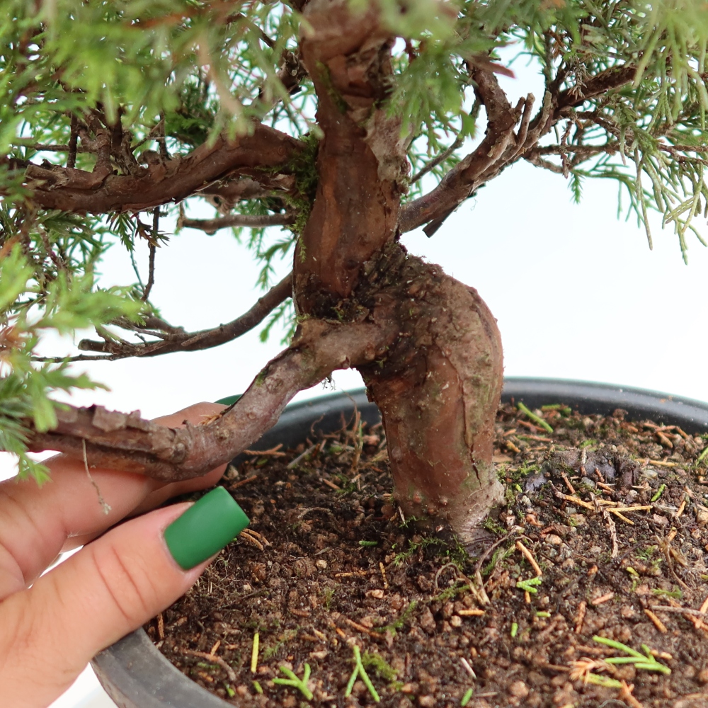Kültéri bonsai - Juniperus chinensis Itoigawa-Juniperus chinensis