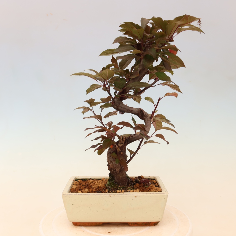 Kültéri bonsai -Malus domestica - Kis gyümölcsű piros levelű almafa